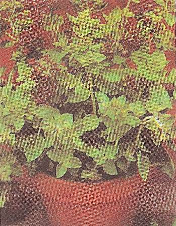 MAGGIORANA NR.1000 SEMI - Foto 2